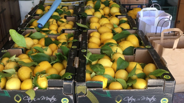 récoltes des citronniers