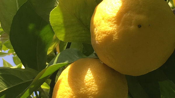 véritable citron de Menton