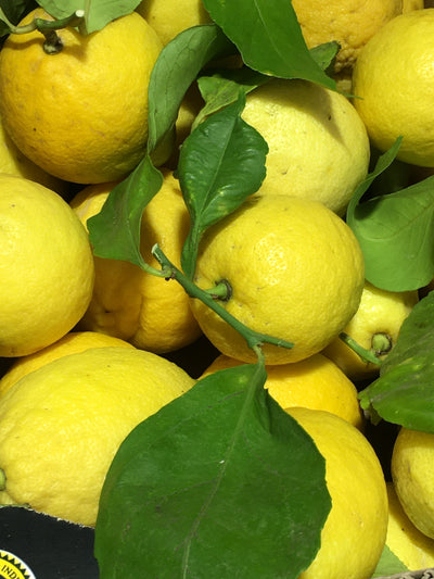 Citrons de Menton IGP